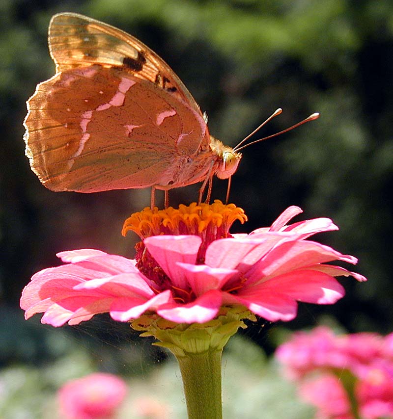 photo "Morning Meal" tags: nature, macro and close-up, insect