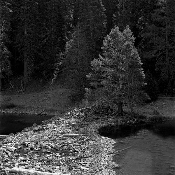 фото "Sun Rimmed Tree" метки: пейзаж, путешествия, Северная Америка, лес