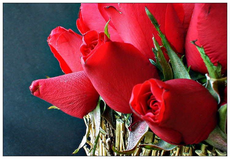 photo "little red roses" tags: nature, flowers