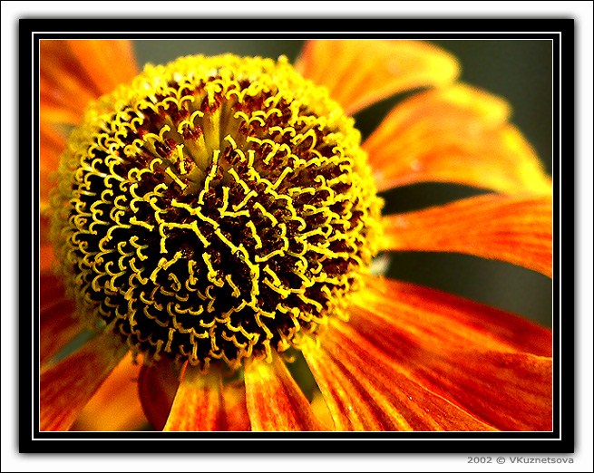 photo "Something about pistils and stamens - 11" tags: macro and close-up, nature, flowers