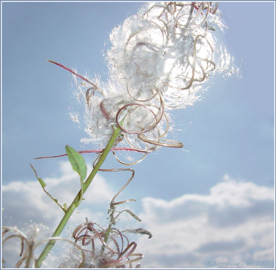 photo "Miracle on a stick" tags: nature, landscape, flowers, summer