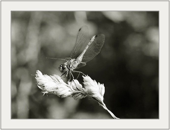 photo "In beams of the leaving summer" tags: nature, insect