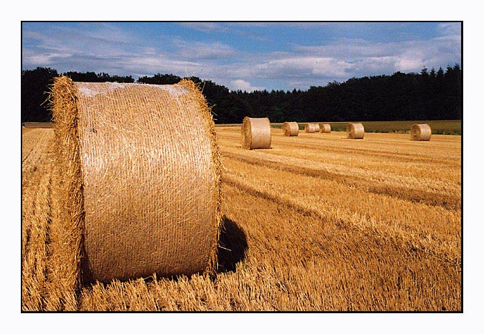 photo "hay `n roll" tags: landscape, summer