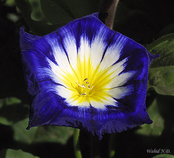 фото "Blue and Yellow" метки: природа, цветы