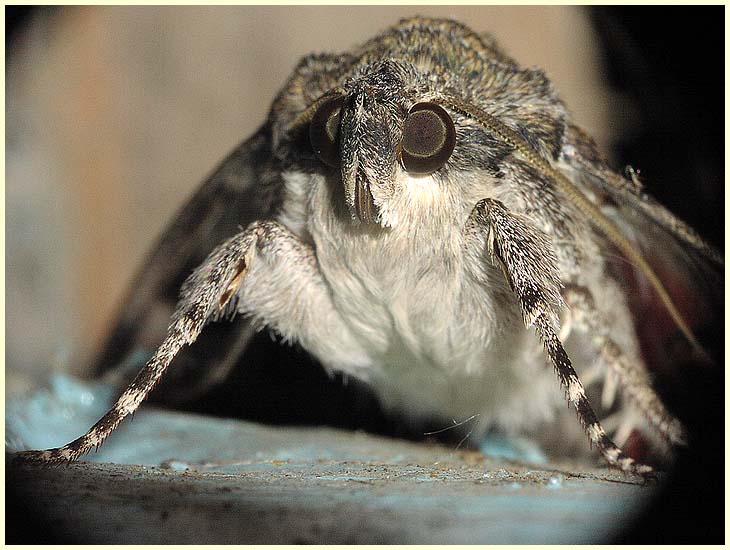 photo "Who I? An animal similar to an owl!" tags: nature, macro and close-up, insect