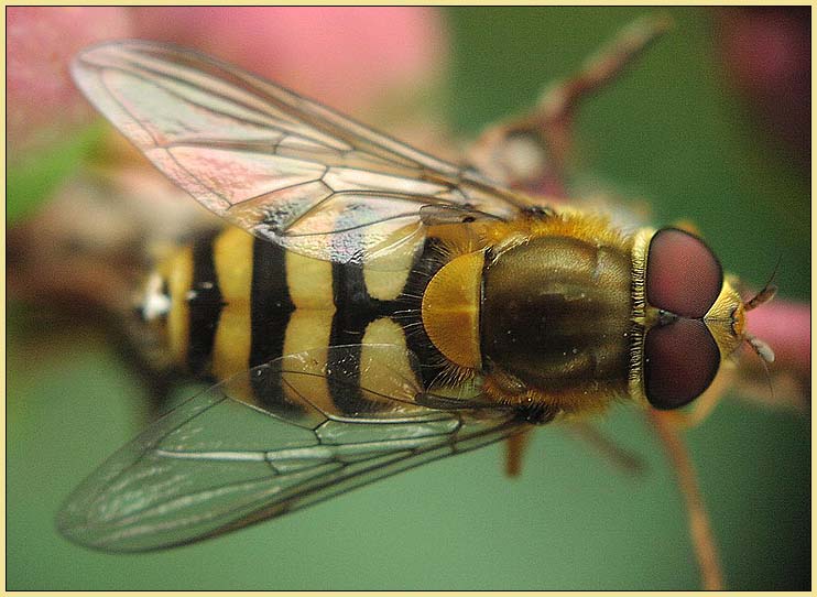 фото "Муха в каммуфляже "под осу"" метки: природа, макро и крупный план, насекомое