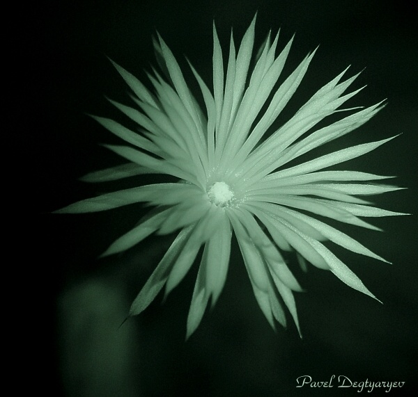 photo "The night visitor #2" tags: macro and close-up, nature, flowers