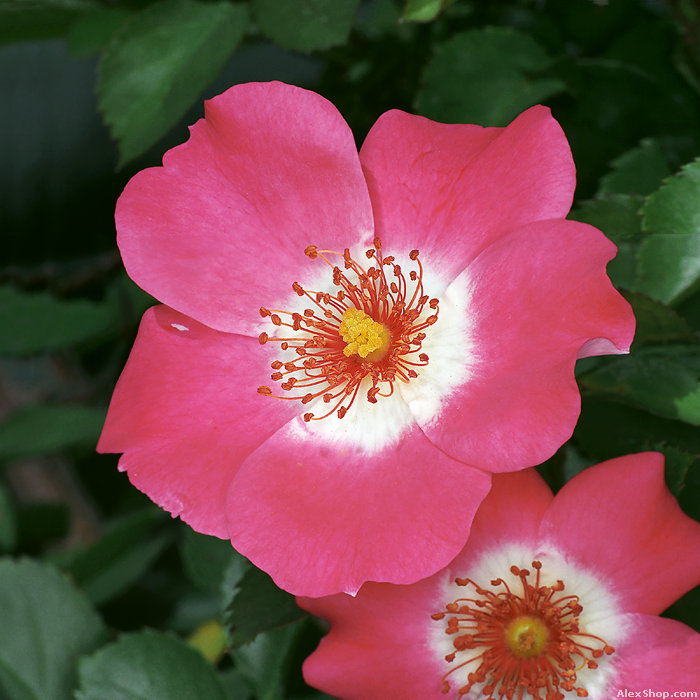 photo "cute dish aerials" tags: nature, macro and close-up, flowers