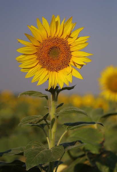 photo "Untitled photo" tags: nature, macro and close-up, flowers