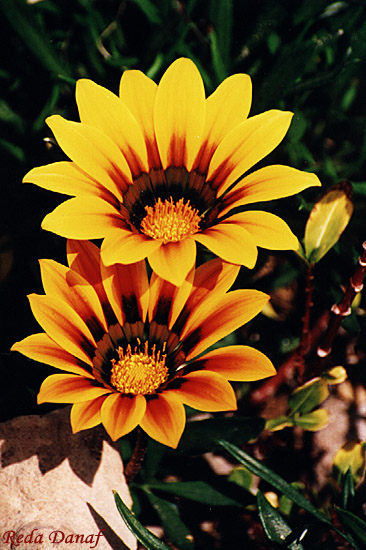 photo "Gazanias" tags: nature, flowers