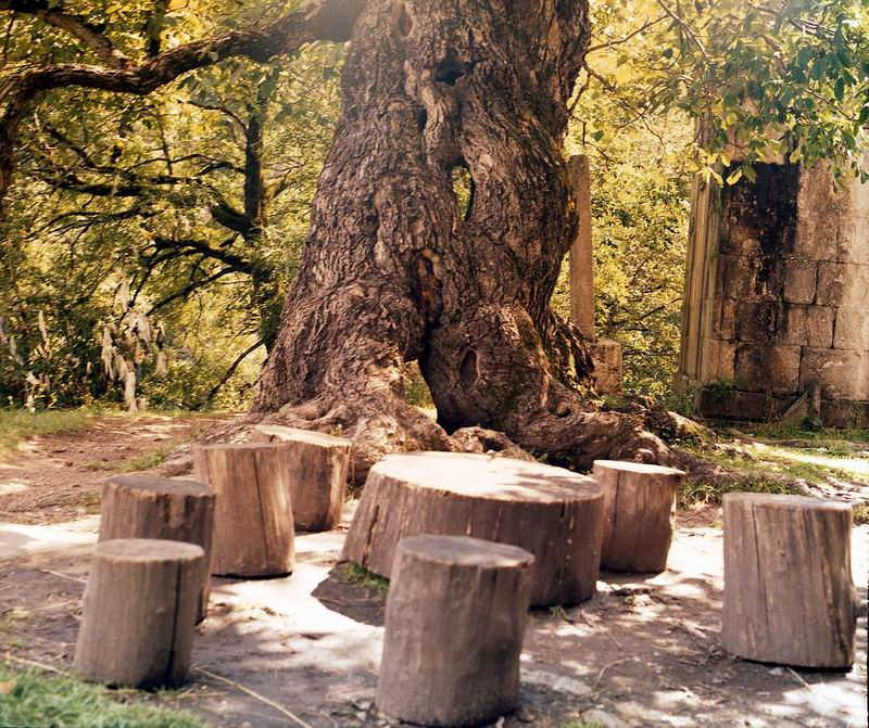 фото "Тени старого дерева" метки: жанр, природа, 