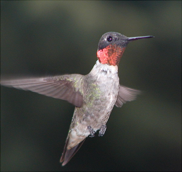 photo "YESSSSS !!!!!" tags: macro and close-up, nature, wild animals