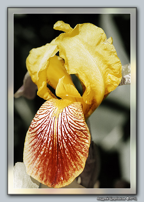 photo "Yellow Toffee II" tags: macro and close-up, nature, flowers