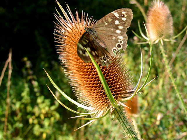 photo "Tasty prickle." tags: montage, macro and close-up, 