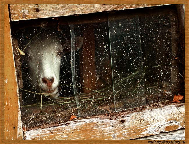 photo "Sight... №1" tags: genre, nature, pets/farm animals