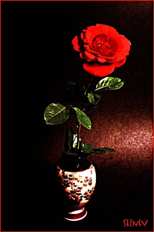 photo "rose" tags: genre, still life, 