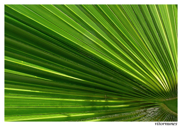 photo "Vertigo" tags: macro and close-up, nature, flowers