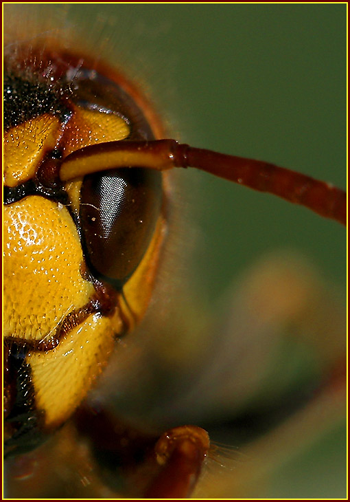 photo "Vespa crabo" tags: macro and close-up, nature, insect