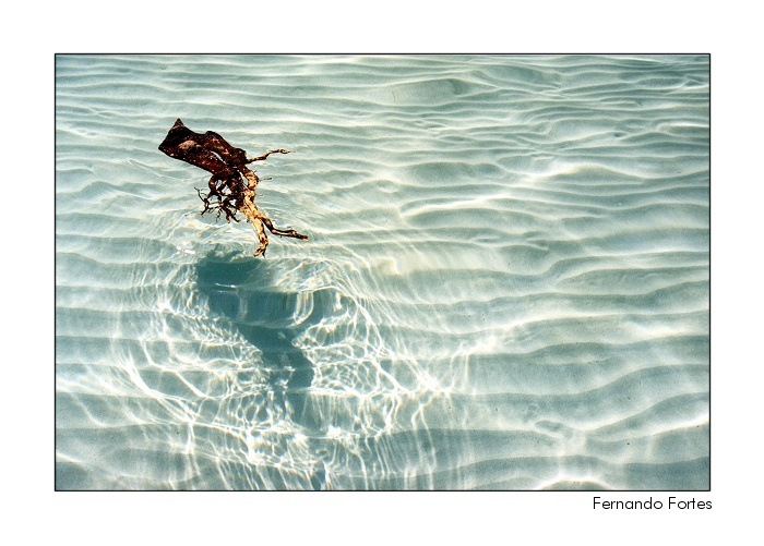 photo "Floating Velvet" tags: abstract, landscape, water