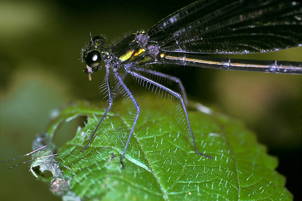 фото "черная стрекоза 2" метки: природа, макро и крупный план, насекомое