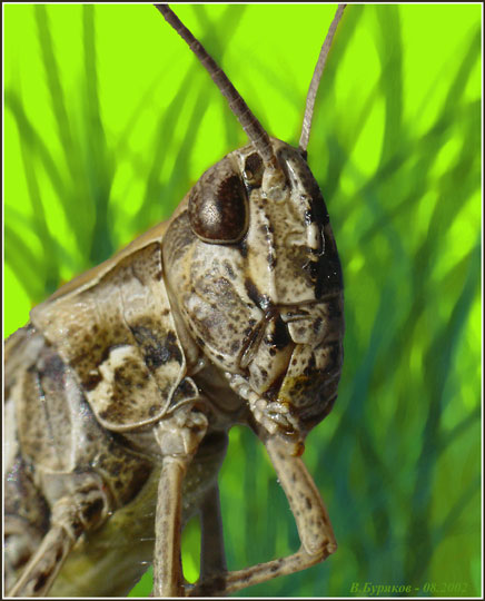 фото "Лошадь Пржевальского в латах :-))" метки: природа, макро и крупный план, насекомое