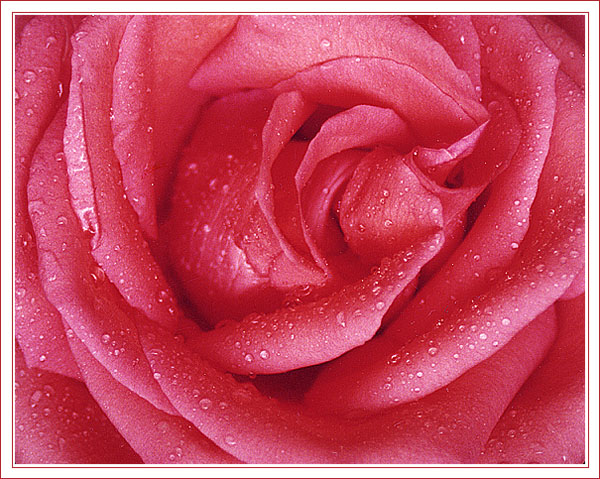 фото "Цвет желания" метки: природа, макро и крупный план, цветы