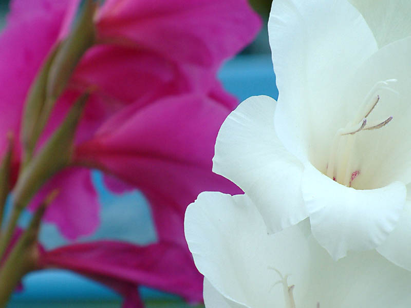 фото "Gladioli 2" метки: природа, цветы