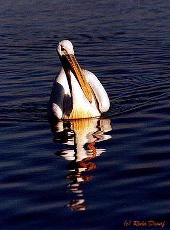 photo "Pelican" tags: nature, wild animals