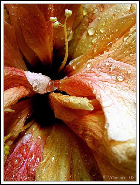 фото "Serenade in the rain" метки: природа, макро и крупный план, цветы