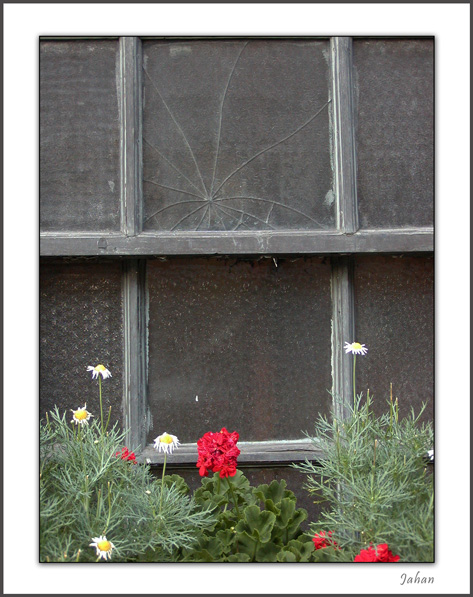 photo "Cracks" tags: genre, nature, flowers
