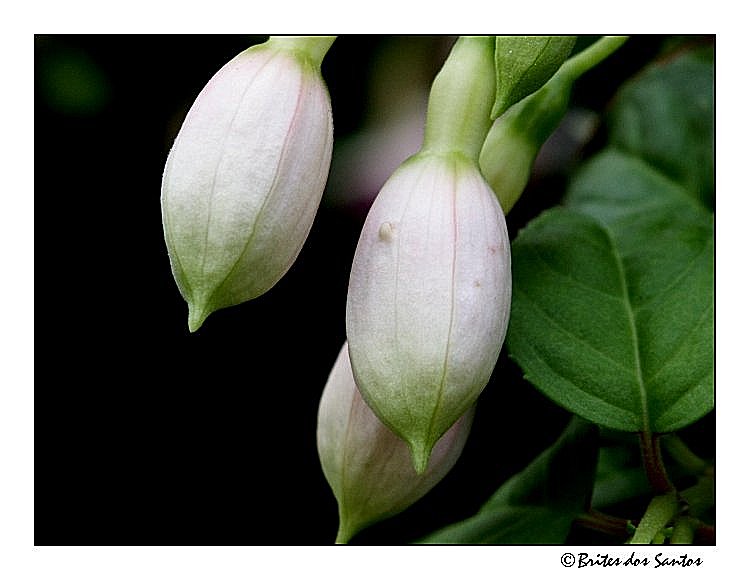 photo "The begining" tags: nature, flowers