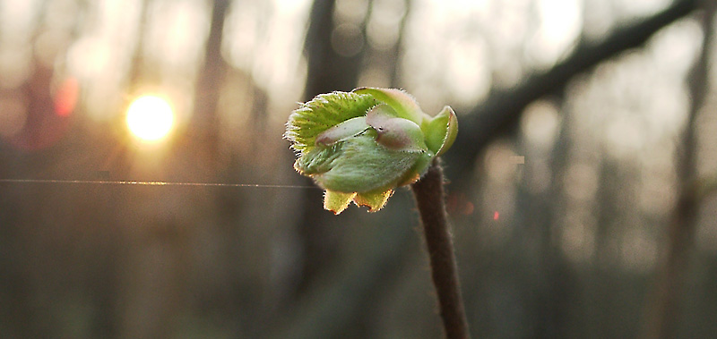 photo "ROPE WALKING SUN!" tags: landscape, macro and close-up, spring