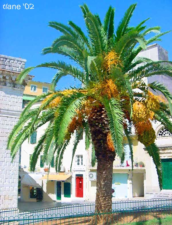 photo "Greek Palm" tags: montage, misc., 