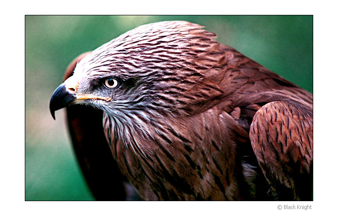 photo "Eagle" tags: nature, wild animals