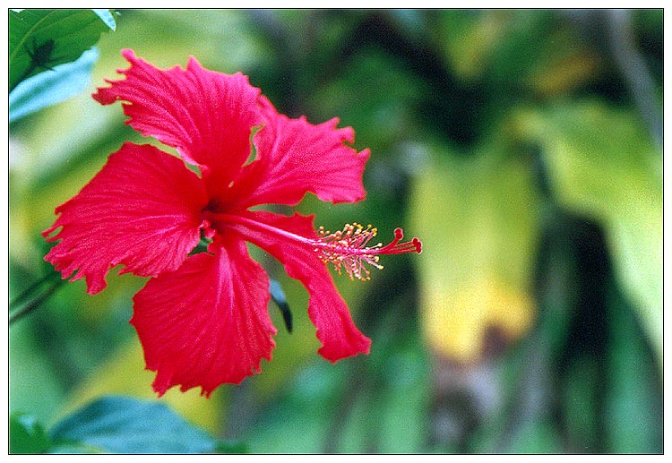 фото "Flower #09" метки: природа, цветы