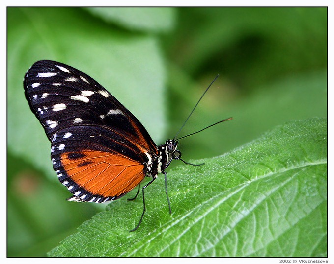 photo "Butterfly" tags: macro and close-up, nature, insect
