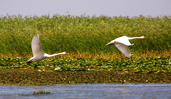 фото "Лебеди 2" метки: природа, путешествия, Европа, дикие животные