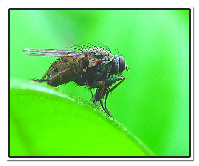 photo "Green II" tags: nature, macro and close-up, insect