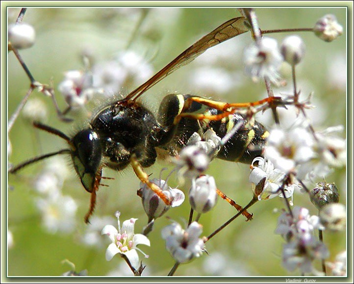 photo "Gulliver" tags: nature, macro and close-up, insect