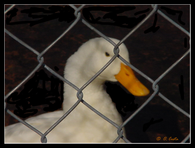 photo "Duck in Jail" tags: nature, humor, pets/farm animals