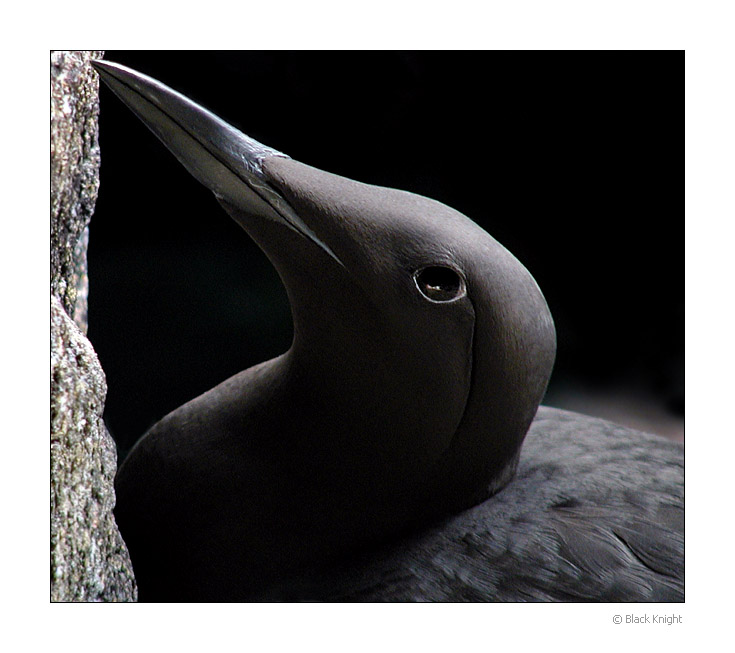 photo "Just Black" tags: nature, macro and close-up, wild animals