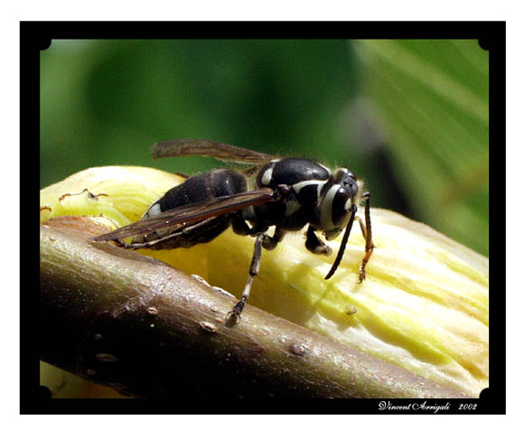 фото "Fig eating Bee" метки: макро и крупный план, природа, насекомое