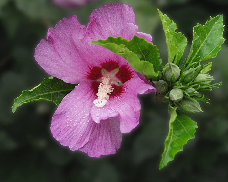 photo "Autumn Flowers" tags: macro and close-up, nature, flowers