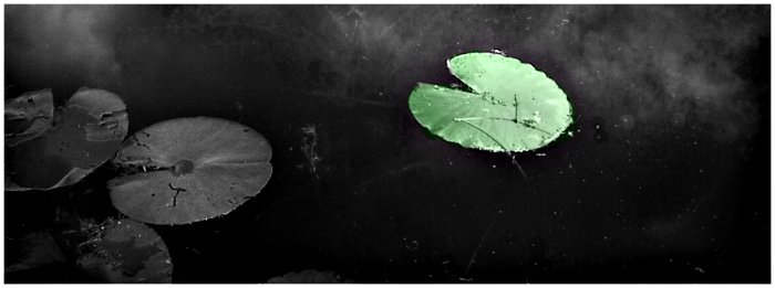 photo "Lily Pad" tags: misc., montage, 