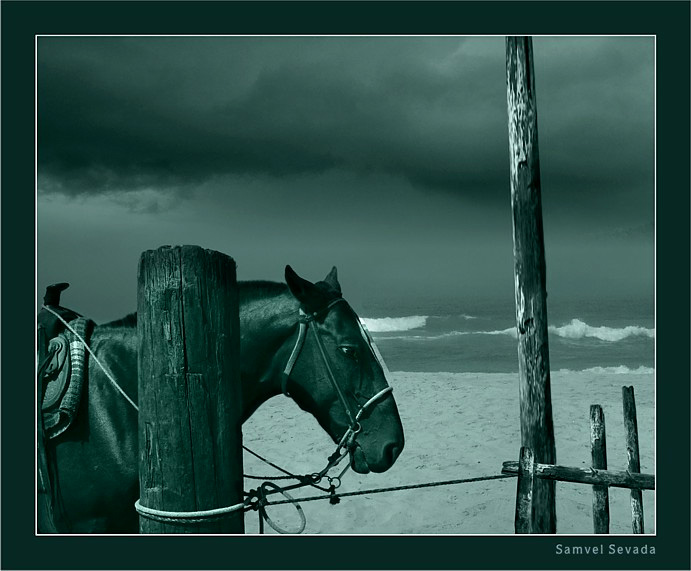 фото "ONCE UPON A TIME IN MEXICO" метки: разное, природа, домашние животные