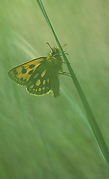 фото "Carterocephalus silvicola" метки: природа, макро и крупный план, насекомое