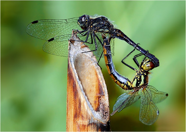 photo "Dragonflies" tags: macro and close-up, nature, insect