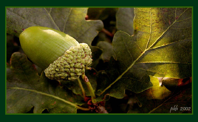 photo "Green Nature" tags: nature, 