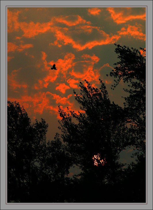 photo "Black raven" tags: genre, landscape, sunset