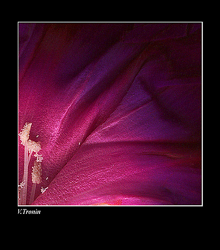 photo "Flower 3" tags: abstract, 